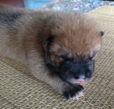 子犬誕生　８月２８日４頭兄妹