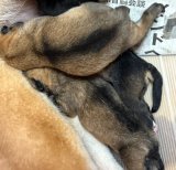 子犬誕生 ９月６日３頭兄妹