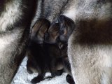 子犬誕生 ９月１５日３頭兄妹