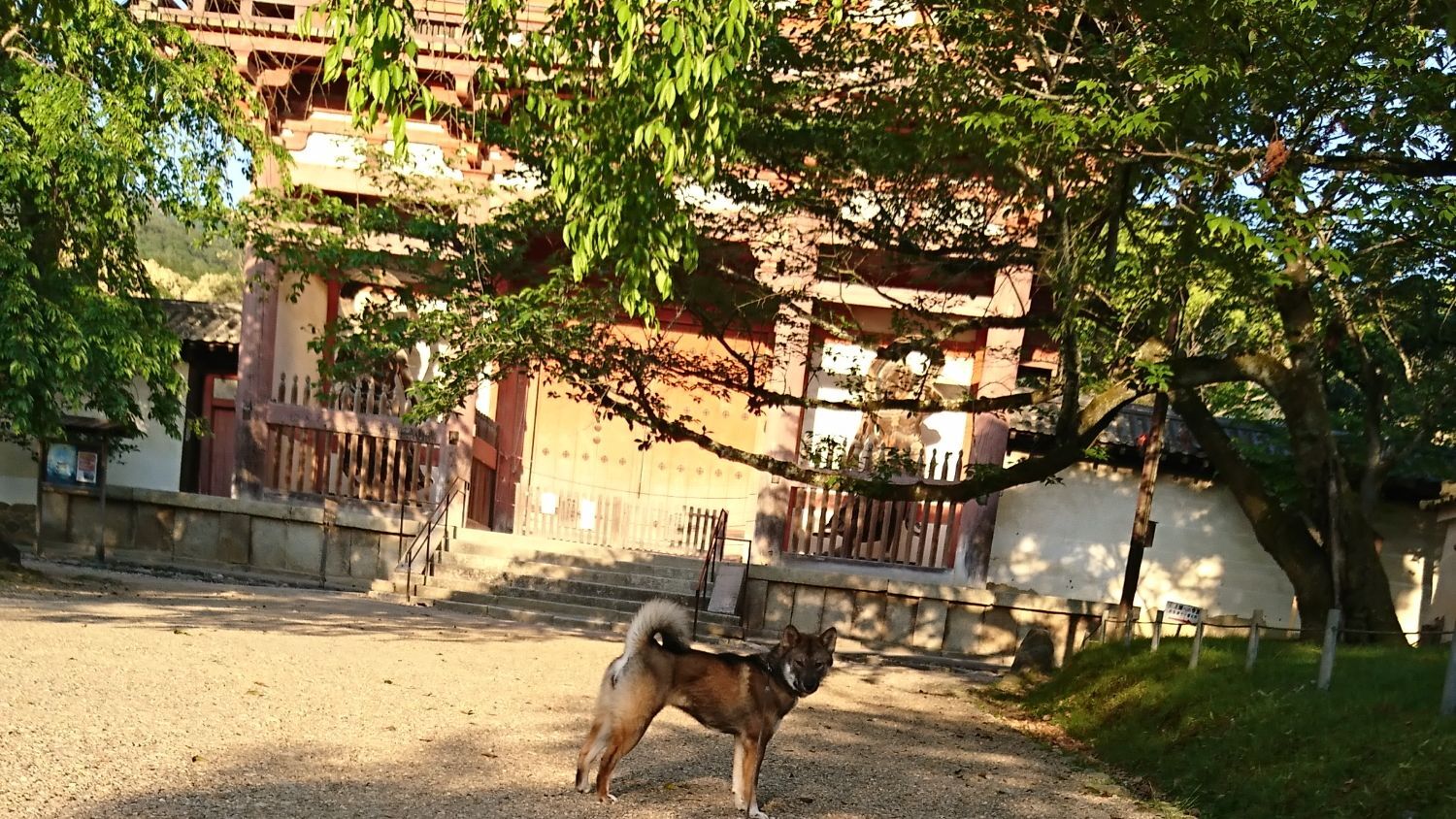 四国犬専門犬舎みやこ橘苑
